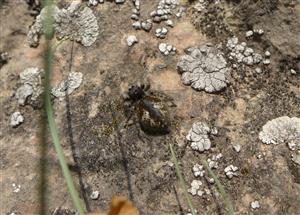 21052016_Philaeus chrysops female_Krasín