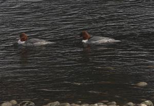 samice Mergus merganser