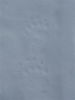 stopa medved Štity 2