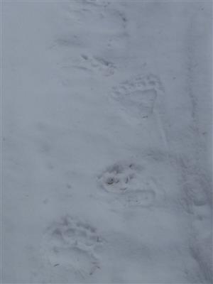 stopa medved Palenica2