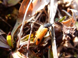 Apalus bimaculatus