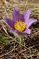 Pulsatilla grandis