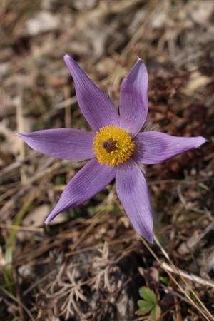 Pulsatilla grandis