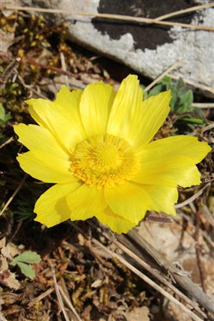 Adonis vernalis