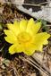 Adonis vernalis