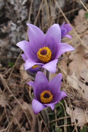 Pulsatilla grandis