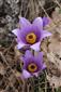 Pulsatilla grandis