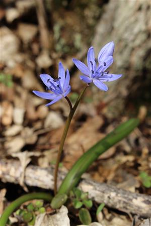 Scilla drunensis subsp. buekkensis