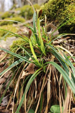 Carex brevicollis