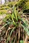 Carex brevicollis
