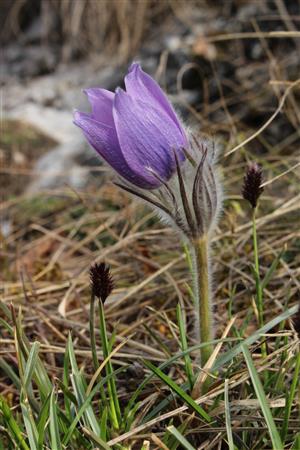 Pulsatilla grandis