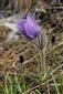 Pulsatilla grandis