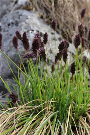 Sesleria heufleriana