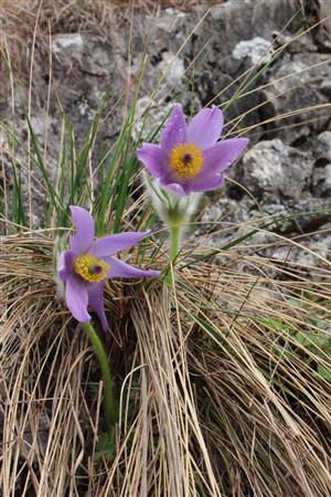 Pulsatilla grandis