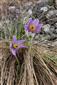 Pulsatilla grandis