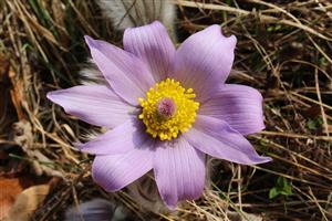Pulsatilla grandis