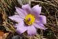 Pulsatilla grandis