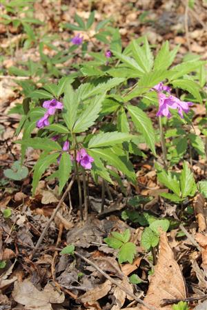 Dentaria glandulosa