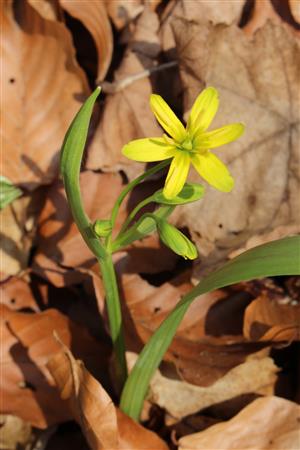 Gagea lutea