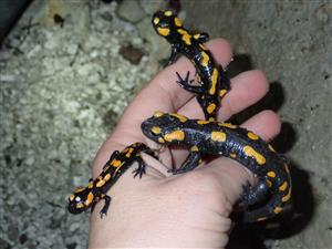 salamandry