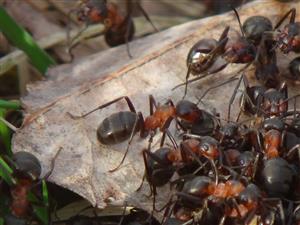 mravce hôrne 