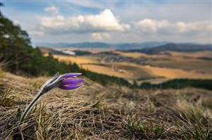 poniklec prostredný na Vysokom vrchu nad Veľkou Čiernou, autor V. Ruček