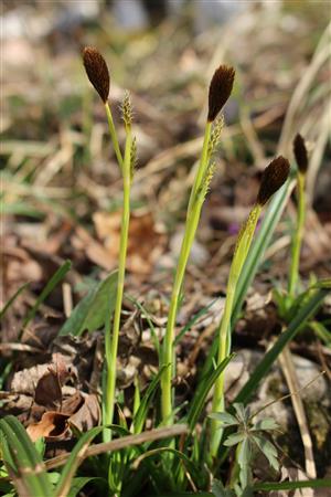 Carex brevicollis