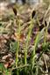 Carex brevicollis