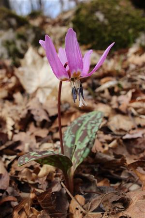 Erythronium dens-canis