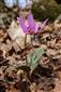 Erythronium dens-canis