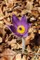 Pulsatilla grandis