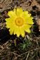 Adonis vernalis