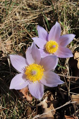 Pulsatilla grandis