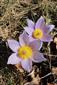 Pulsatilla grandis