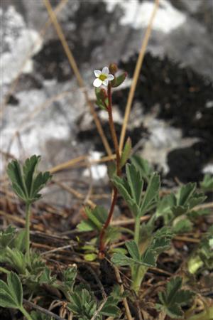 Saxifraga tridactylites