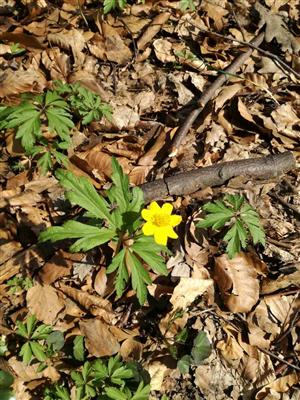 Anemone ranunculoides 