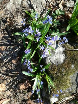 Scilla bifolia