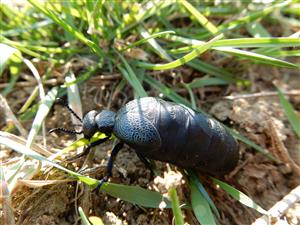 Meloe cicatricosus