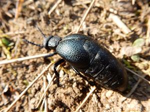 Meloe cicatricosus