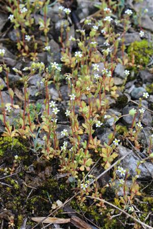 Saxifraga tridactylites