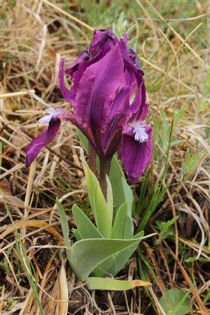Iris pumila