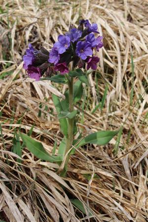 Pulmonaria murini
