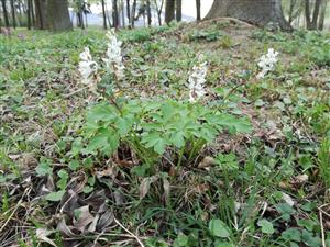 Corydalis cava