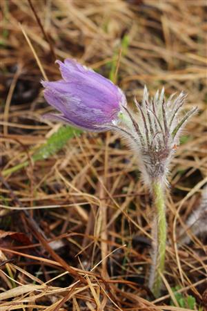 Pulsatilla patens