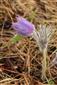 Pulsatilla patens