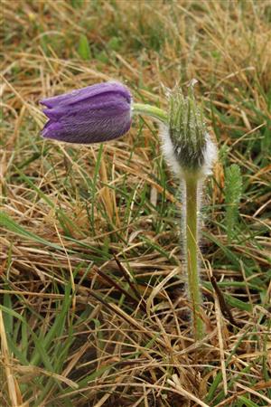 Pulsatilla patens