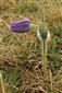 Pulsatilla patens