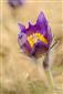 pulsatilla patens