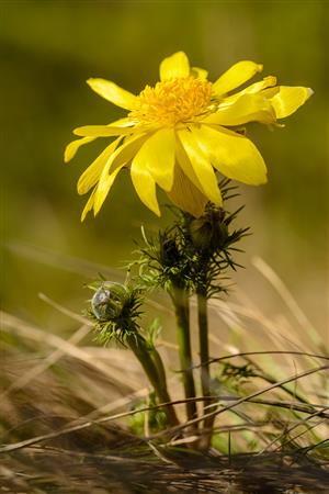 Adonis vernalis