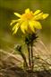 Adonis vernalis